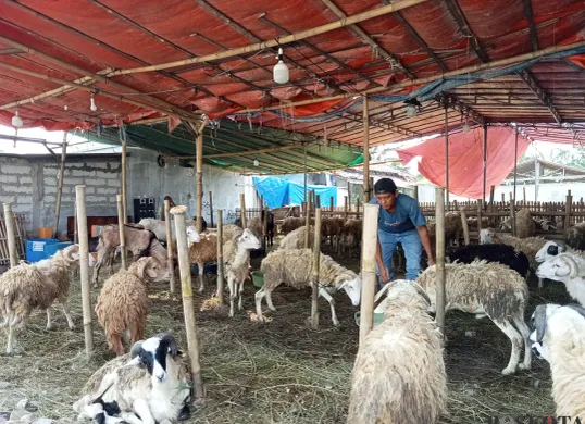 Ratusan kambing berjejer di lapak jualan Fery yang ada di Jl. Gabus Raya, Kecamatan Tambun Utara, Kabupaten Bekasi, Kamis, 29 Mei 2025. Sebagian sudah laku terjual untuk Idul Adha tahun ini. (Sumber: Poskota/Nurpini Aulia Rapika)