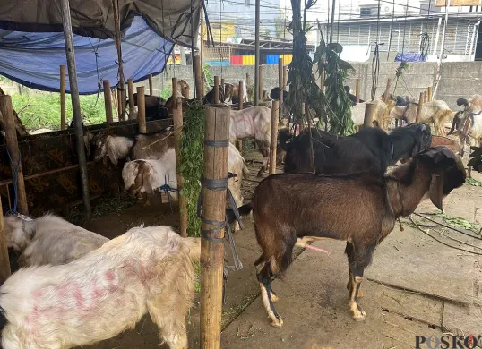 Pedagang hewan kurban di Kota Tangerang, keluhkan lesunya penjualan. (Sumber: POSKOTA | Foto: Primayanti)