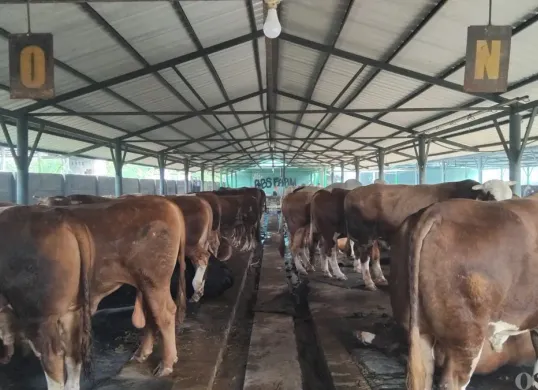 Sejumlah sapi di peternakan Berkah Bersama Sejahtera (BBS) di Jati Asih, Kota Bekasi. Sebelum dapat harga diskon dari penjual, Prabowo diketahui menyampaikan permintaan khusus. (Sumber: Poskota/Nurpini Aulia Rapika)