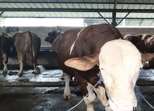 Sapi simmental yang berbobot 1,1 ton dibeli Prabowo Subianto dari peternakan BBS di Jati Asih, Kota Bekasi. Prabowo diketahui nmendapatkan harga diskon dari penjual sapi tersebut. (Sumber: Poskota/Nurpini Aulia Rapika)