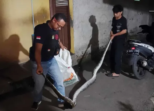 Farhan bersama rekannya berhasil menangkap Ular Sanca Kembang Panjang 4 meter di Pemukiman warga, Jumat, 30 Mei 2025, malam. (Sumber: Dok. Warga)