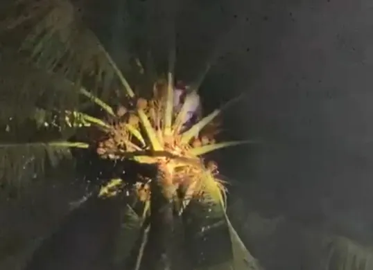 Tim Damkar dari BPBD-PK Pandeglang saat melakukan evakuasi korban di atas pohon kelapa. (Sumber: Istimewa)