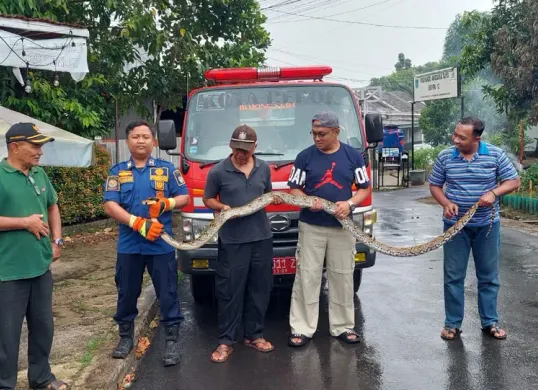 Petugas Damkar dan warga menunjukkan ular sanca kembang sepanjang sekitar 4 meter yang berhasil ditangkap di Perumahan Bumi Sawangan Indah 2, Pengasinan, Sawangan, Kota Depok. (Sumber: Poskota/Angga Pahlevi)