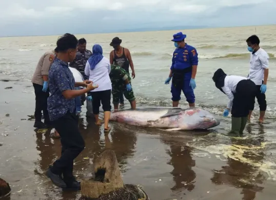 Anggota TNI, Polsek Pagelaran dan Loka PSPL Serang evakuasi ikan paus terdampar di Pantai Karoeng, Pandeglang. (Sumber: Istimewa)