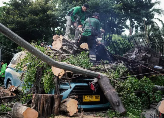 Ilustrasi pemangkasan pohon rawan tumbang. (Sumber: Poskota/Bilal Nugraha Ginanjar)