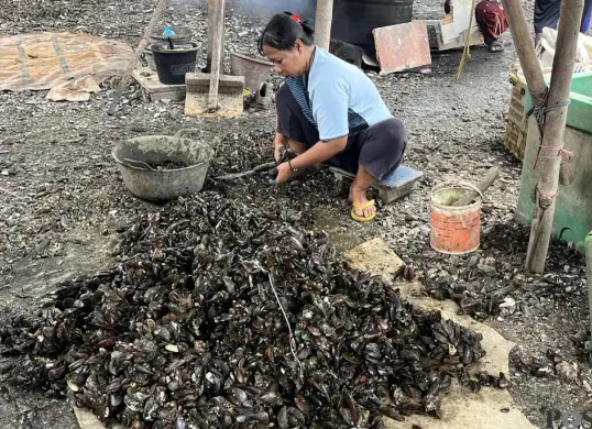 Seorang buruh harian lepas mengupas kulit kerang di RW 22 Kelurahan Muara Angke, Kecamatan Penjaringan, Jakarta Utara, Sabtu, 22 November 2025. (Sumber: POSKOTA | Foto: Pandi Ramedhan)