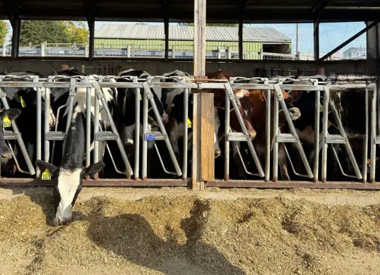 Jenis sapi perah F1 yang akan diternak PT Perkebunan Kandangan Madiun PSN untuk memproduksi susu dalam memenuhi kebutuhan di menu Makan Bergizi Gratis (MBG). (Sumber: Istimewa)