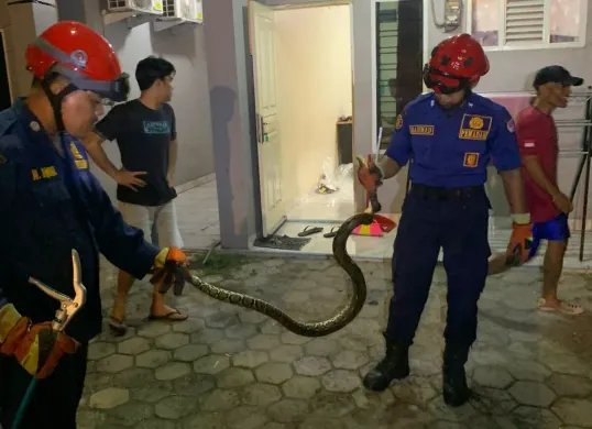 Petugas Damkar berhasil mengevakuasi ular dari dalam kamar mandi rumah warga di Pancoran Mas Kota Depok. (Sumber: Istimewa)