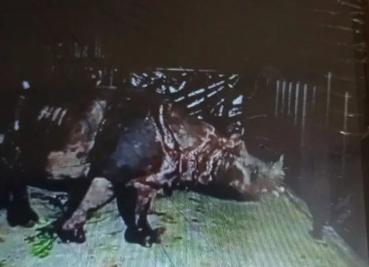 Badak Jawa bercula satu Musofa yang dinyatakan mati usai ditranslokasi. (Sumber: Dok. BTNUK)