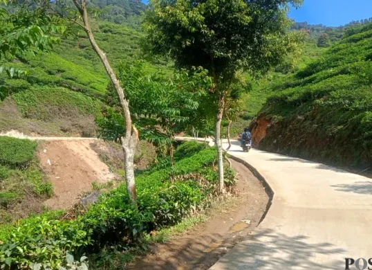 Salah satu kawasan geopark, kebun teh di Malasari, Kecamatan Nanggung, Kabupaten Bogor. (Sumber: Poskota/Giffar Rivana)