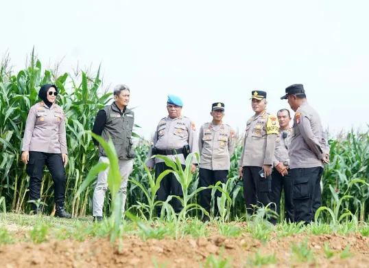 Jajaran Polres Metro Bekasi meninjau lahan jagung milik Polda Metro Jaya di Kampung Tembong Gunung, Desa Sukamahi, Cikarang Pusat, Kabupaten Bekasi, Kamis 27 November 2025. (Sumber: Dok Humas Polres Metro Bekasi)