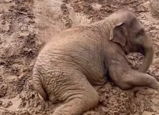 Ilustrasi - Jumlah populasi gajah Sumatera saat ini. (Sumber: Instagram/@saveelephantfoundation)