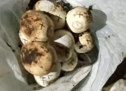 Puluhan telur ular sanca kembang ditemukan warga di Jatiasih, Kota Bekasi. (Sumber: Istimewa)