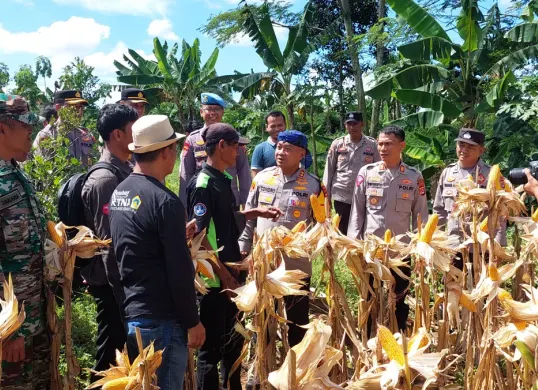 Kapolres Serang AKBP Condro Sasongko saat meninjau perkebunan jagung siap panen di Kecamatan Petir. (Sumber: Polres Serang)