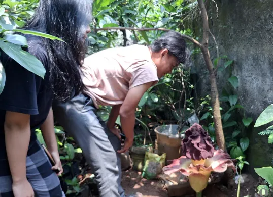 Arif bersama putrinya menunjukkan bunga bangkai yang mekar di belakang rumah kakaknya di Srengseng Sawah, Jakarta Selatan. (Sumber: POSKOTA | Foto: Angga Pahlevi)