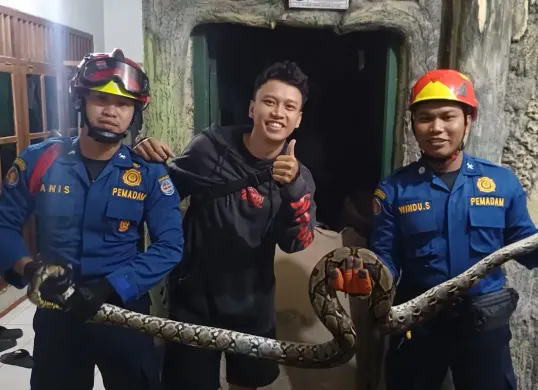Petugas mengevakuasi ular sepanjang 3 meter di rumah warga, Kelurahan Tanah Baru, Kecamatan Beji, Kota Depok. (Sumber: Dok. Damkar Depok)