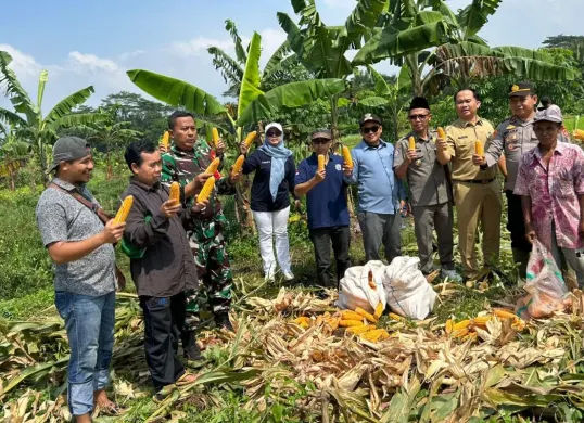 Panen raya jagung Desa Padahayu, Kecamatan Cikedal, Kabupaten Pandeglang, Selasa, 7 Oktober 2025. (Sumber: Dok. Polsek Cikedal)