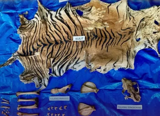 Bukti kulit harimau sumatera yang diamankan oleh Polda Aceh serta adanya dugaan perdagangan satwa liar. (Sumber: Instagram/@bidhumaspoldaaceh)