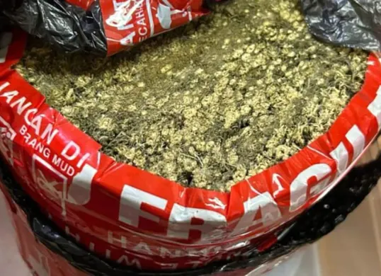 Barang bukti ganja yang diamankan oleh Satresnarkoba Polres Metro Bekasi Kota di wilayah Harapan Jaya, Kecamatan Bekasi Utara, Kota Bekasi. (Sumber: Dok Polres Metro Bekasi Kota)