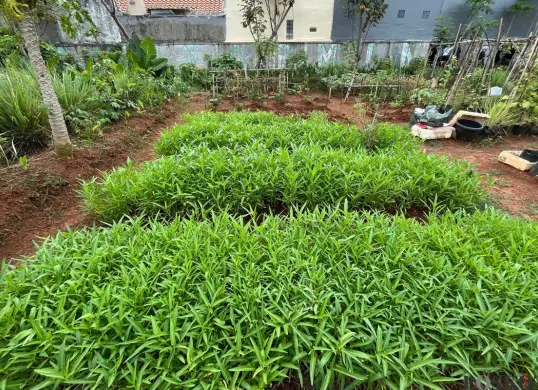 Lahan seluas 5.000 meter persegi di sebuah komplek perumahan di kawasan Kalideres, Jakarta Barat, dijadikan urban farming, Rabu, 8 Oktober 2025. (Sumber: Poskota/Pandi Ramedhan)