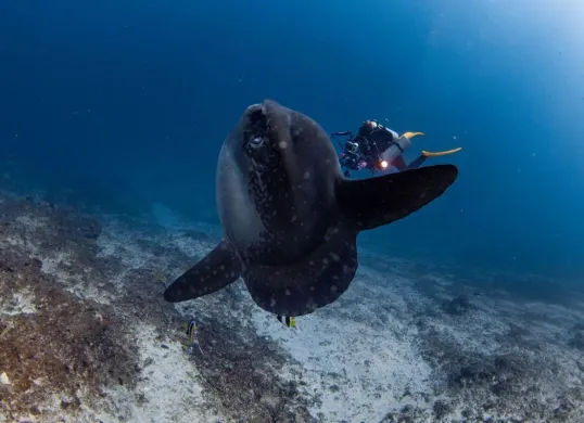 Scuba Go Indonesia. (Sumber: Dok. Istimewa)