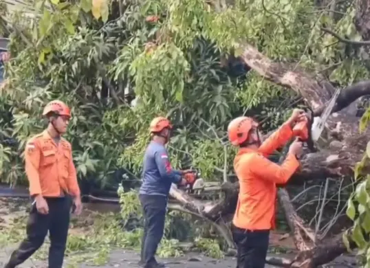 Petugas BPBD Kota Bekasi mengevakuasi pohon akasia tumbang di Jalan Kaliabang Tengah, Bekasi Utara, Kota Bekasi, Selasa, 21 Oktober 2025. (Sumber: Dok. Istimewa)