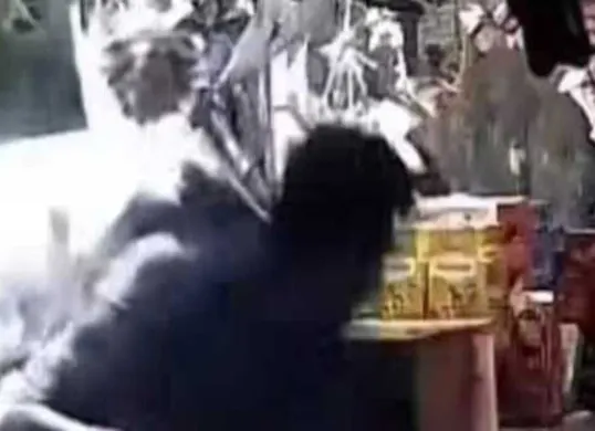 Cuplikan video sekelompk pelajar lari terbirit-birit hingga merangkak masuk ke sebuah warung Madura di Jalan Raya Semeru, Grogol Petamburan, Jakarta Barat pada Kamis, 23 Oktober 2025 sore. (Sumber: Istimewa)