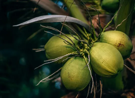 Hari Kelapa Sedunia Diperingati Tiap 2 September, Berikut Penjelasan dan Manfaatnya (Sumber: Unsplash/Nipanan Lifestyle)