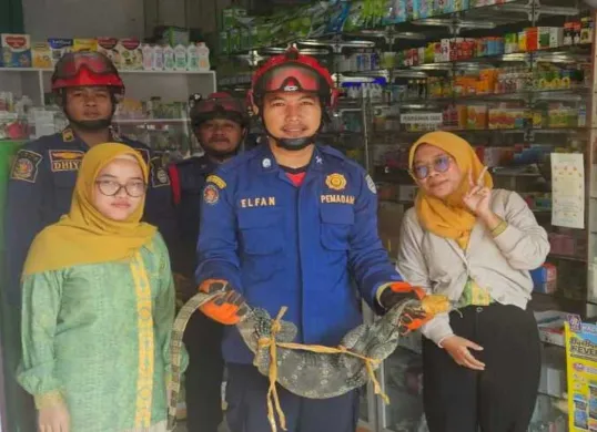 Tim Damkar Depok berhasil evakuasi Biawak besar masuk ke dalam toko apotik daerah Sukmajaya, Kota Depok. (Sumber: Damkar Depok)