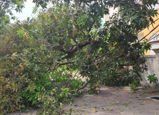 Pohon mangga tumbang timpa kabel hingga kendaraan di kawasan Kelapa Gading, Jakarta Utara, Selasa, 2 September 2025. (Sumber: Dok. Damkar)