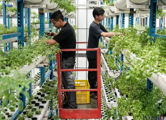 Pertanian Vertikal Solusi Berkebun di Ibukota 