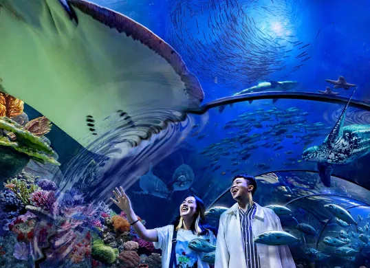 Sea World merupakan salah satu rekomendasi wisata akuarium di Jakarta. (Sumber: Tiket.com)