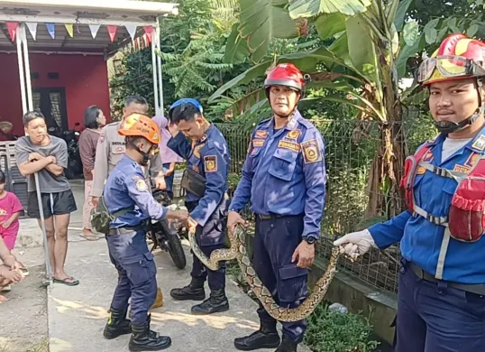 Ular sanca dievakuasi Damkar Kabupaten Bogor yang masuk ke rumah warga di kawasan Cibinong, Kamis, 4 September 2025. (Sumber: Dok. Damkar Bogor)