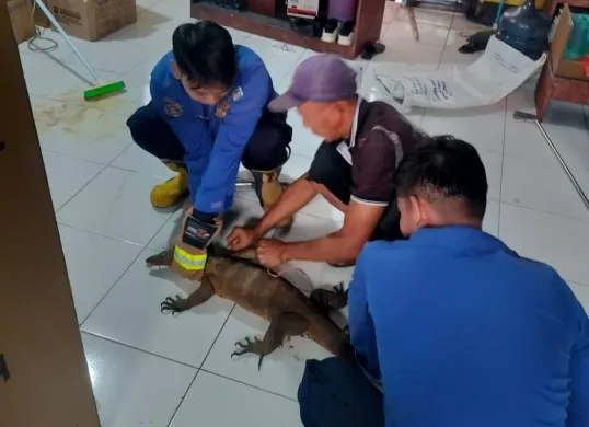 Petugas Damkar Kota Depok mengevakuasi biawak dari ruangan di SDN Cimpaeun 01, Kelurahan Cimpaeun, Kecamatan Tapos, Kota Depok, Senin, 8 September 2025. (Sumber: Dok. Damkar Kota Depok)