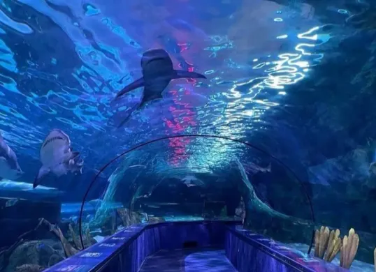 Pemandangan megah akuarium raksasa di Jakarta Aquarium & Safari. (Sumber: Pinterest)