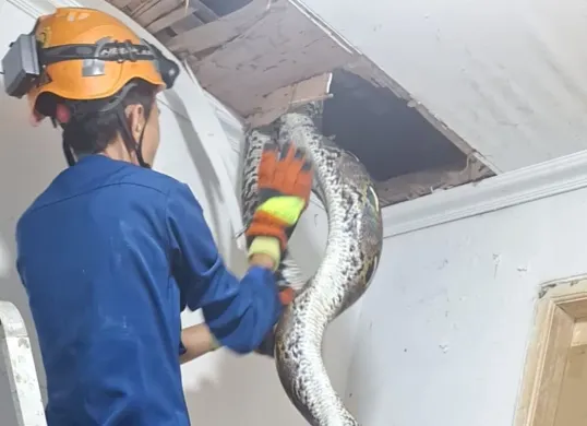 Petugas mengevakuasi ular dari dalam plafon kamar mandi rumah di Perumahan Tropikal Indah RT 02 RW 02, Kelurahan Pangkalan Jati, Kecamatan Cinere, Kota Depok, Senin, 15 September 2025. (Sumber: Dok. Damkar Kota Depok)