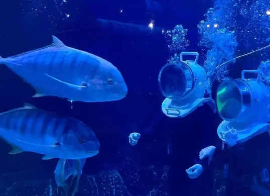 Jakarta Aquarium dan Safari (JAQS) yang terletak di Jalan Letjen S. Parman Nomor 106, Tanjung Duren Selatan, Kecamatan Grogol Petamburan, Jakarta Barat. (Sumber: Instagram/@jakartaaquarium)