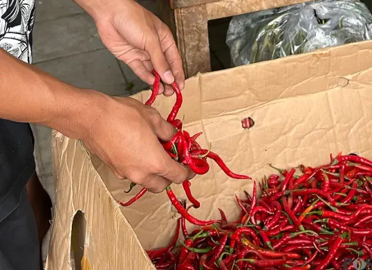 Harga cabai keriting di pasar-pasar tradisional Jakarta mengalami kenaikan. (Sumber: POSKOTA | Foto: M Tegar Jihad)