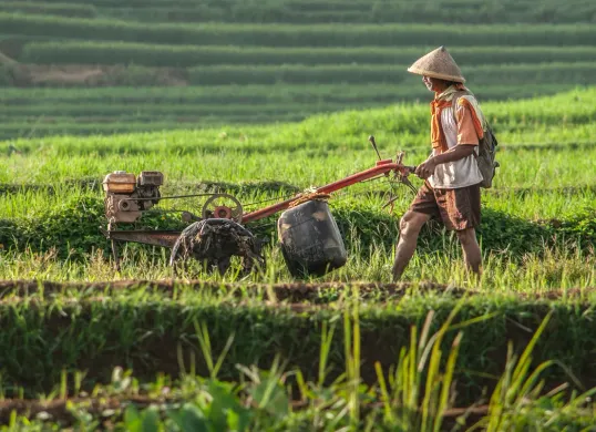 Hari Tani Nasional Diperingati Tanggal 24 September, Berikut Sejarah dan Rencana Aksi Demo (Sumber: Unsplash/Jantri Simbolon)