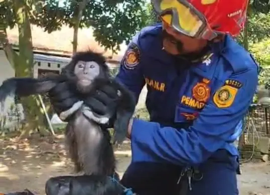 Lutung Jawa ini diselamatkan petugas Damkar usai nyangkut pada kabel listrik di Parungpanjang, Kabupaten Bogor. (Sumber: Damkar Bogor)