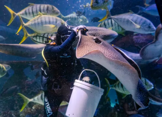 Ilustrasi tempat wisata edukatif di Jakarta. (Sumber: Jakarta Aquarium Safari)