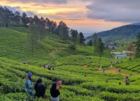 Pergi berlibur ke Puncak, Bogor, temukan beberapa destinasi serunya. (Sumber: Instagram)