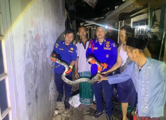 Petugas Damkar Depok berhasil mengevakuasi ular sanca panjang 3 meter. Ular ini berkeliaran di pemukiman padat penduduk yang sempat membuat warga Tapos resah. (Sumber: Damkar Depok)