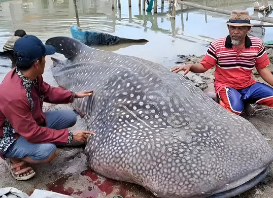 Warga Kampung Muara Mati, Kabupaten Bekasi, menemukan seekor hiu tutul sepanjang sekitar 5 meter dalam kondisi mati pada Selasa, 30 September 2025. (Sumber: Istimewa)