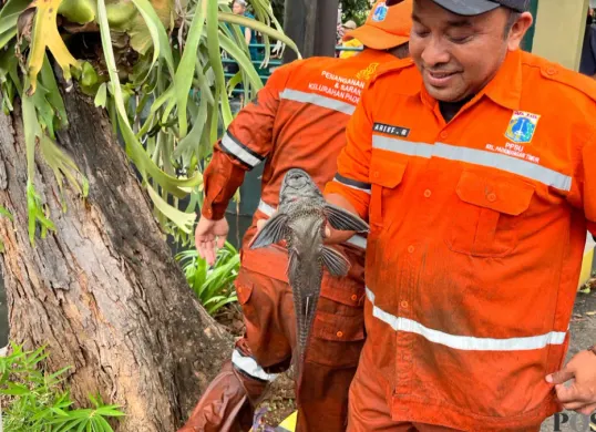 Petugas PPSU saat memegang ikan sapu sapu hasil tangkapan di aliran kali RW 06, Janur Elok VI Blok QD9, Kelapa Gading, Jakarta Utara, Jumat, 17 April 2026. (Sumber: Poskota/M. Tegar Jihad)