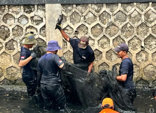Petugas PPSU saat berburu ikan sapu-sapu  di aliran kali RW 06, Janur Elok VI Blok QD9, Kelapa Gading, Jakarta Utara, Jumat, 17 April 2026. (Sumber: Poskota/M. Tegar Jihad)