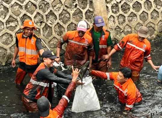 Petugas PPSU saat berburu ikan sapu-sapu  di aliran kali RW 06, Janur Elok VI Blok QD9, Kelapa Gading, Jakarta Utara, Jumat, 17 April 2026. (Sumber: Poskota/M. Tegar Jihad)