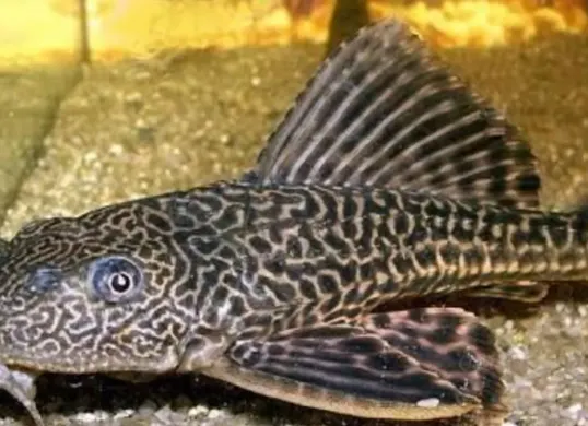 Bahaya ikan sapu-sapu bagi kesehatan dan lingkungan. (Sumber: Pinterest/In Memory of Victory Bubies)