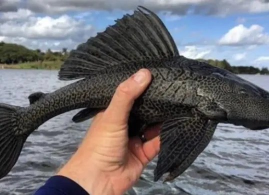 Populasi ikan sapu-sapu terus meningkat di Indonesia. Simak asal usul, jenis yang sering ditemukan, serta dampaknya terhadap lingkungan dan ekosistem sungai. (Sumber: Pinterest/Augustus Maximus)