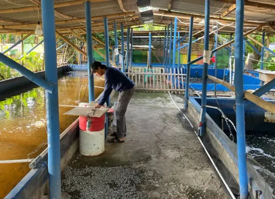Pembudidaya di Poktan GSG 07 sedang mengecek ikan hasil budidaya, Senin, 20 April 2026. (Sumber: Poskota/Pandi Ramedhan)